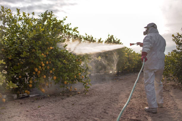 Best Rodent Control Near Me  in Honey Grove, TX