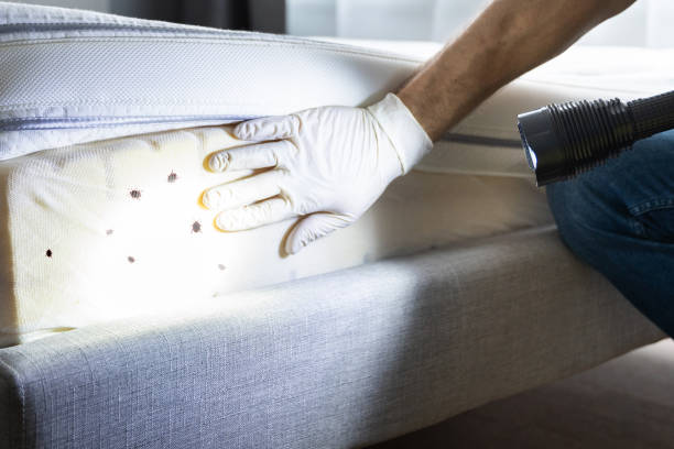 Best Insect Control  in Honey Grove, TX