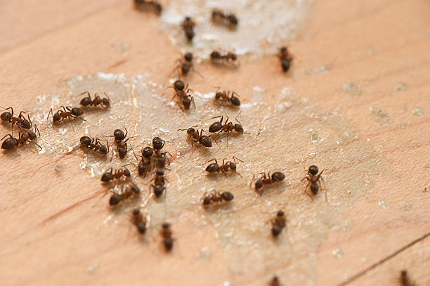 Best Pest Prevention Services  in Honey Grove, TX