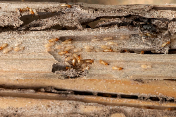 Best Affordable Pest Control Services  in Honey Grove, TX