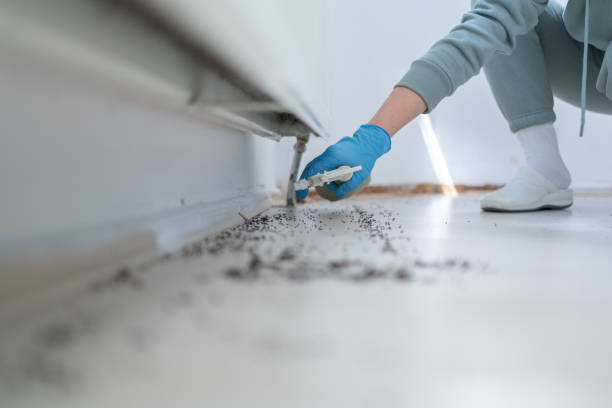 Reliable Honey Grove, TX Pest Control Solutions